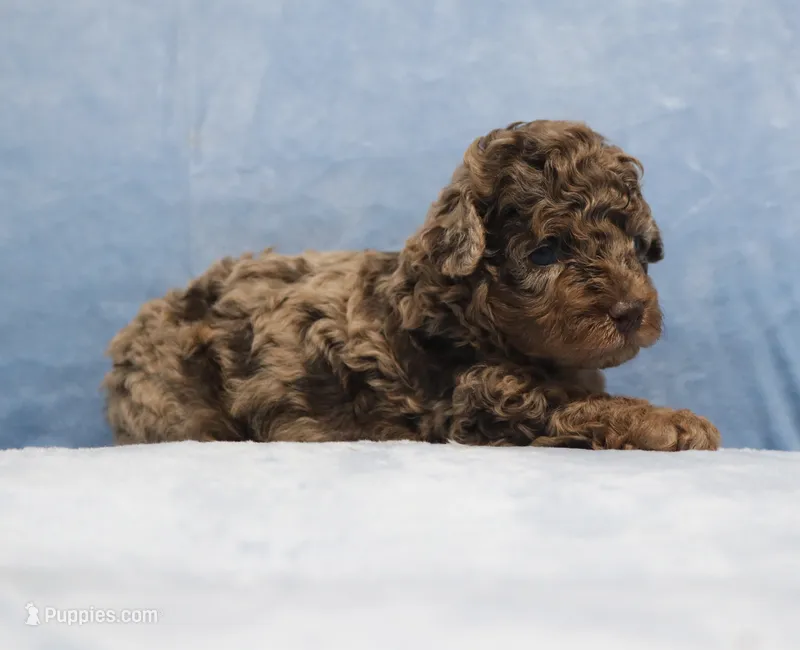 Bubbles AKC brown merle – Poodle - Miniature  puppy for sale in San Antonio, TX
