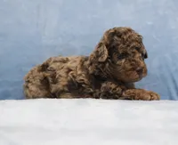 Bubbles AKC brown merle, a male Poodle - Miniature  for sale in San Antonio, TX – 1 of 6
