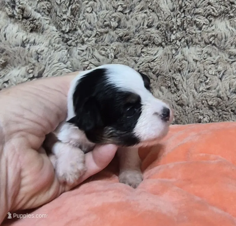 Tiny tri-color Poppy – Maltipoo puppy for sale in San Antonio, TX