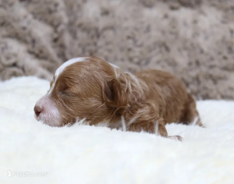 AKC Sparkie – Poodle - Toy  puppy for sale in San Antonio, TX
