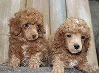 Benny, AKC dark red, a male Poodle - Toy  for sale in San Antonio, TX – 2 of 8