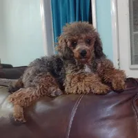 Beauty AKC merle, a female Poodle - Miniature  for sale in San Antonio, TX – 5 of 6
