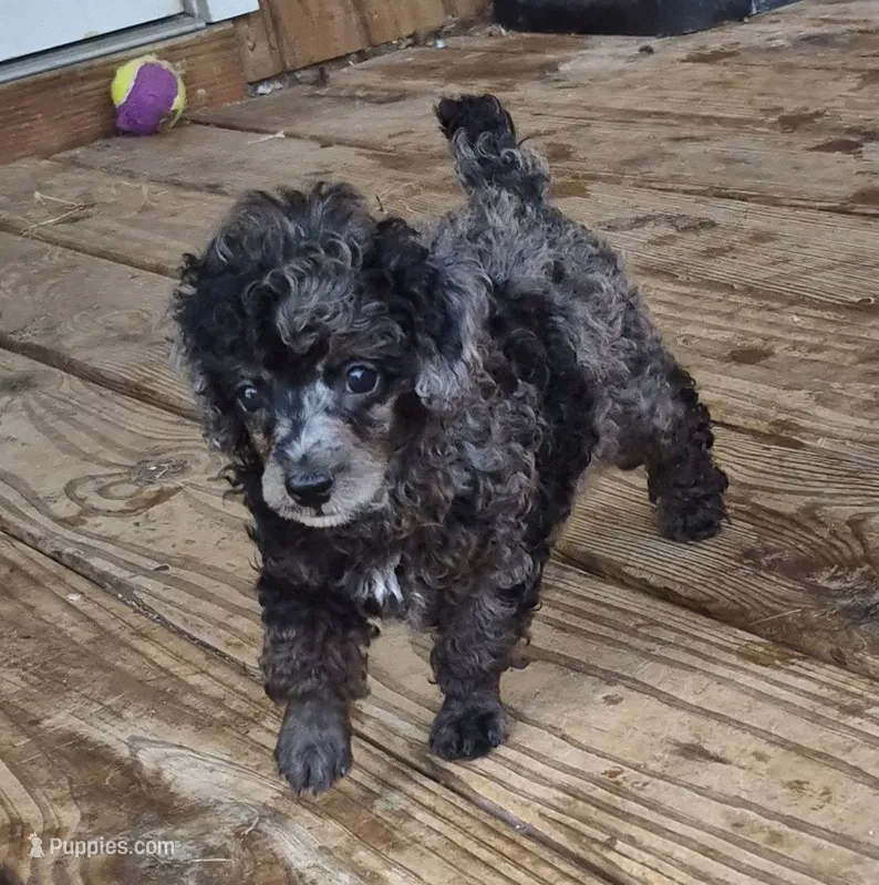 Beauty AKC merle – Poodle - Miniature  puppy for sale in San Antonio, TX
