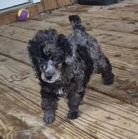 Beauty AKC merle, a female Poodle - Miniature  for sale in San Antonio, TX – 1 of 8