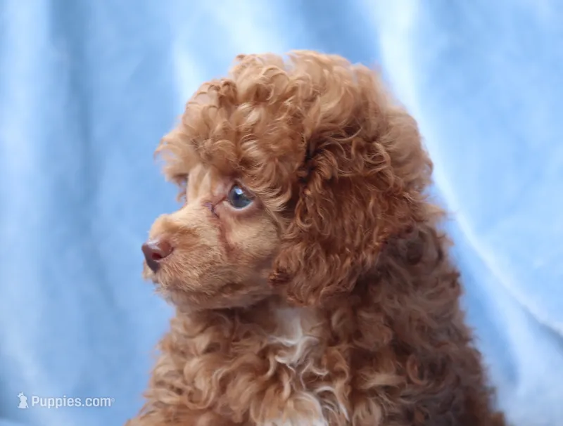 Benny, AKC red – Poodle - Toy  puppy for sale in San Antonio, TX