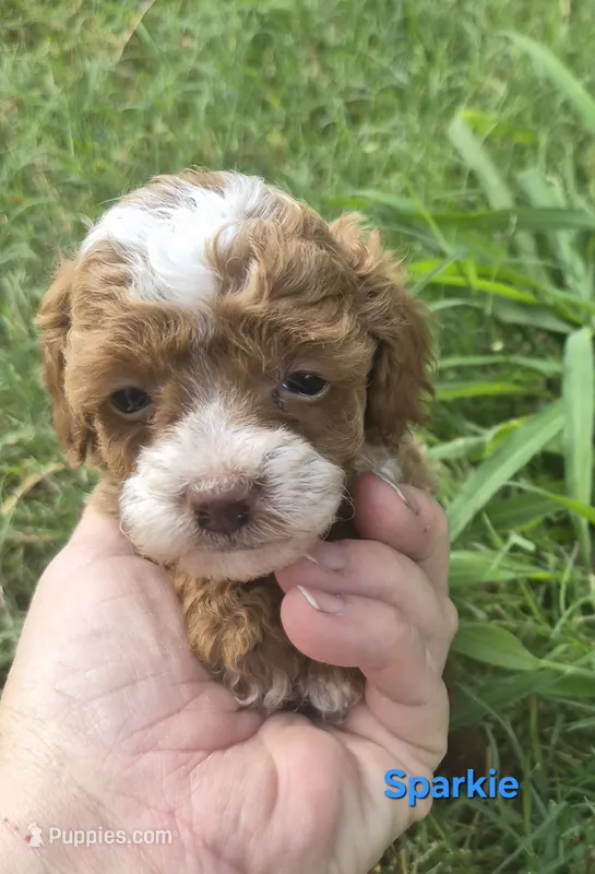 AKC Sparkie – Poodle - Toy  puppy for sale in San Antonio, TX