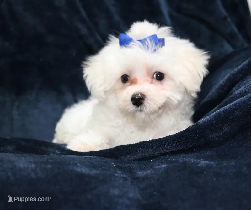 Charlie (AKC) – Maltese puppy for sale in San Antonio, TX