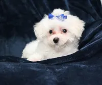 Charlie (AKC), a male Maltese for sale in San Antonio, TX – Photo 4 of 8