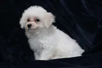 Charlie (AKC), a male Maltese for sale in San Antonio, TX – Photo 5 of 8