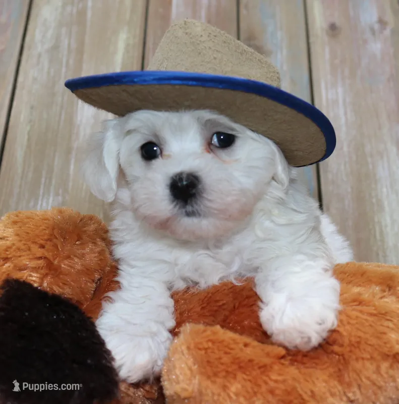 Charlie (AKC) – Maltese puppy for sale in San Antonio, TX