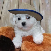 Charlie (AKC), a male Maltese for sale in San Antonio, TX – Photo 1 of 8