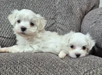 Charlie (AKC), a male Maltese for sale in San Antonio, TX – Photo 6 of 8