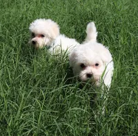 Charlie (AKC), a male Maltese for sale in San Antonio, TX – Photo 2 of 8