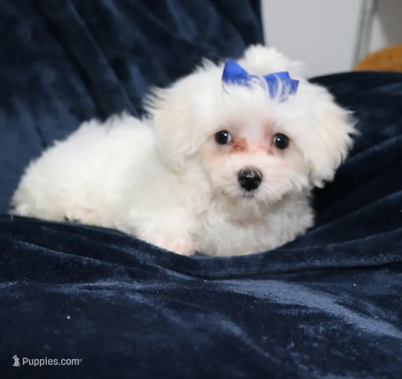 Charlie (AKC) – Maltese puppy for sale in San Antonio, TX