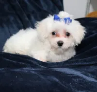 Charlie (AKC), a male Maltese for sale in San Antonio, TX – Photo 3 of 8