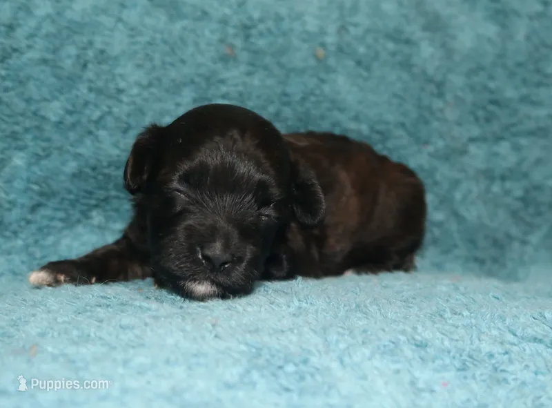 Velvet – Havapoo puppy for sale in San Antonio, TX