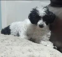 Spiderman - AKC tiny toy, a male Poodle - Toy  for sale in San Antonio, TX – 3 of 4