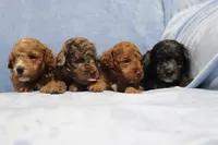 Beauty AKC merle, a female Poodle - Miniature  for sale in San Antonio, TX – 4 of 6