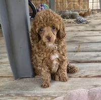 Benny, AKC red, a male Poodle - Toy  for sale in San Antonio, TX – 3 of 9