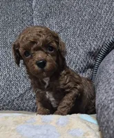 AKC Copper dark red, a male Poodle - Toy  for sale in San Antonio, TX – 7 of 9