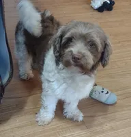 Conchita, a female Havanese for sale in San Antonio, TX – 3 of 4