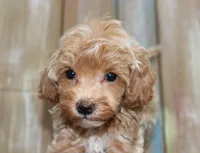 Toy havapoo Lace, a female Havanese and Poodle - Toy  for sale in San Antonio, TX – 7 of 7