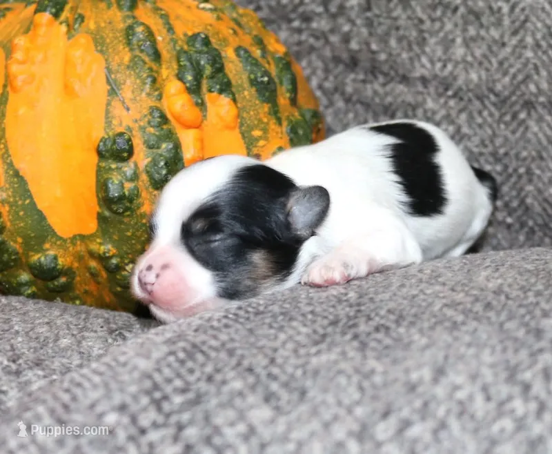 Tiny tri-color Poppy – Maltipoo puppy for sale in San Antonio, TX