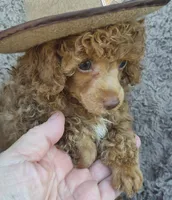 Benny, AKC red, a male Poodle - Toy  for sale in San Antonio, TX – 2 of 9