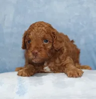 Benny, AKC dark red, a male Poodle - Miniature  for sale in San Antonio, TX – 2 of 5