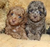 Bubbles AKC brown merle, a male Poodle - Toy  for sale in San Antonio, TX – 2 of 10