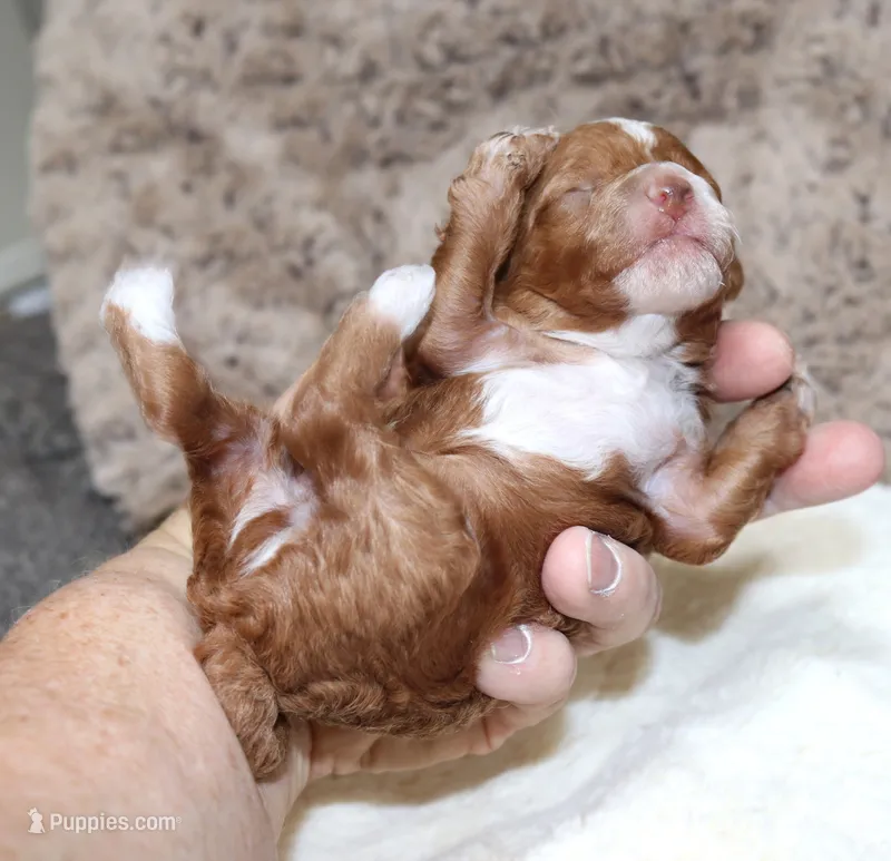 AKC Rusty – Poodle - Toy  puppy for sale in San Antonio, TX