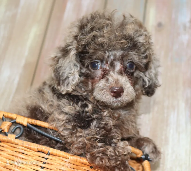 Bubbles AKC brown merle – Poodle - Toy  puppy for sale in San Antonio, TX