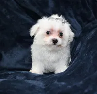 Chico (AKC), a male Maltese for sale in San Antonio, TX – Photo 4 of 6