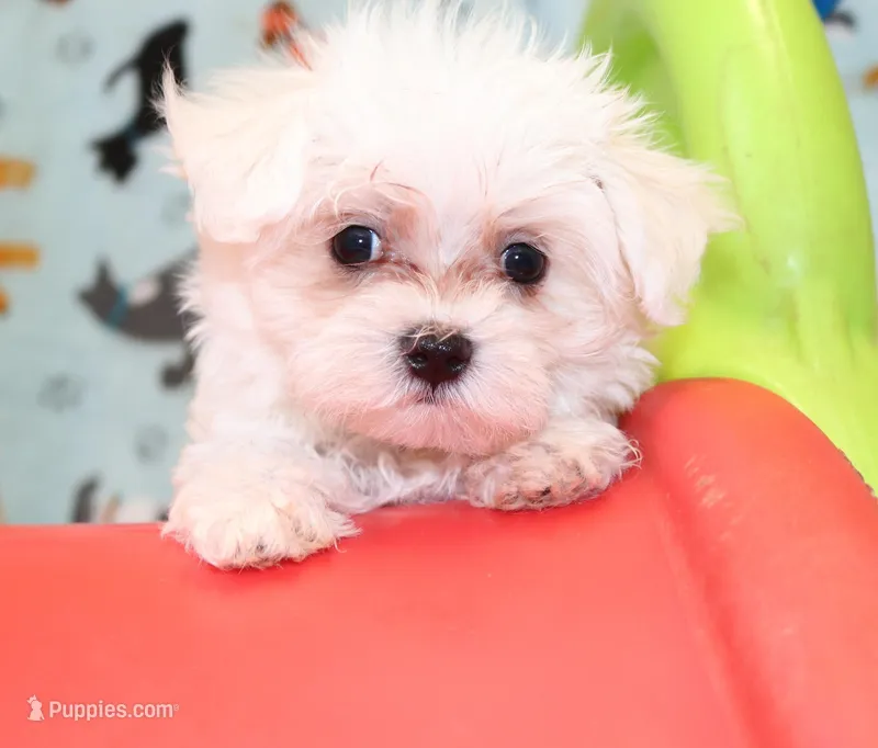 Chico (AKC) – Maltese puppy for sale in San Antonio, TX
