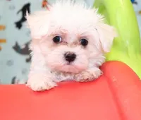 Chico (AKC), a male Maltese for sale in San Antonio, TX – Photo 1 of 6