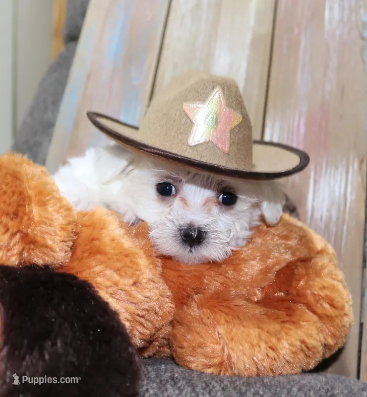 Chico (AKC) – Maltese puppy for sale in San Antonio, TX