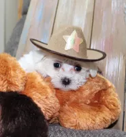 Chico (AKC), a male Maltese for sale in San Antonio, TX – Photo 2 of 6