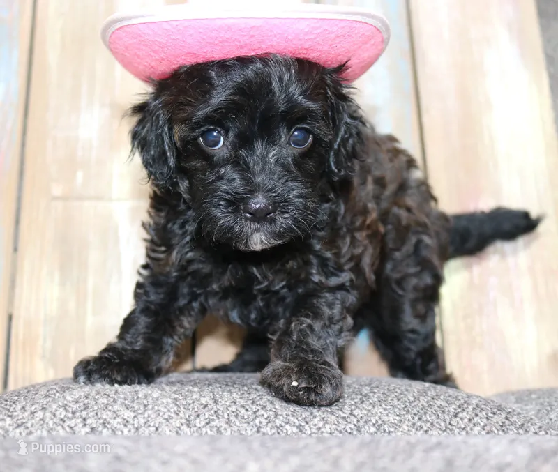 Toy Velvet – Havapoo puppy on hold in San Antonio, TX