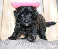 Toy Velvet, a female Havapoo for sale in San Antonio, TX – 1 of 7