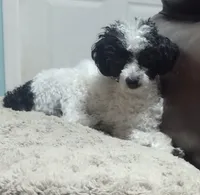 Girl 1, a female Maltipoo for sale in San Antonio, TX – 6 of 6