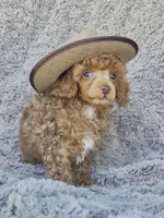 Benny, AKC red, a male Poodle - Toy  for sale in San Antonio, TX – 5 of 9
