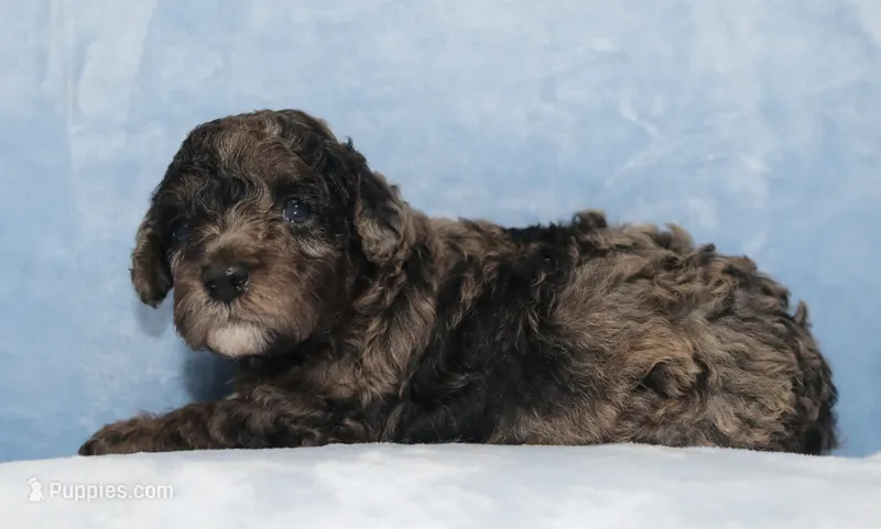 Beauty AKC merle – Poodle - Miniature  puppy for sale in San Antonio, TX