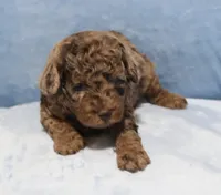 Bubbles AKC brown merle, a male Poodle - Miniature  for sale in San Antonio, TX – 2 of 6