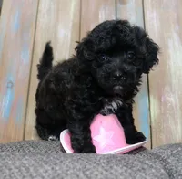 Toy havapoo Satin, a female Havanese and Poodle - Toy  for sale in San Antonio, TX – 2 of 7