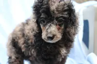 Beauty AKC merle, a female Poodle - Miniature  for sale in San Antonio, TX – 6 of 8