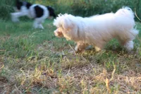 AKC Fluffy (White fluffy thang), a male Maltese for sale in San Antonio, TX – 5 of 5