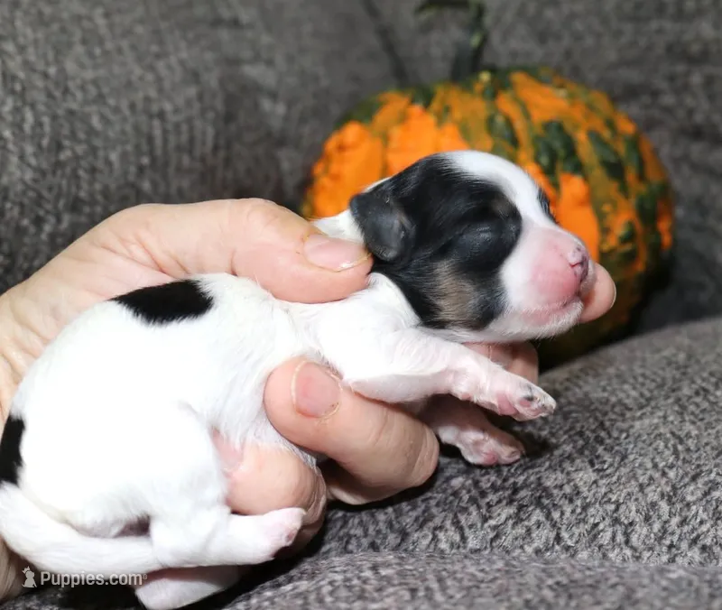 Tiny tricolor Willow – Maltipoo puppy for sale in San Antonio, TX