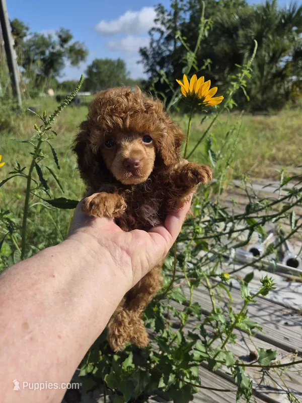 Benny, AKC red – Poodle - Toy  puppy for sale in San Antonio, TX