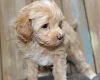 Toy Calico, a female Havapoo for sale in San Antonio, TX – 2 of 7