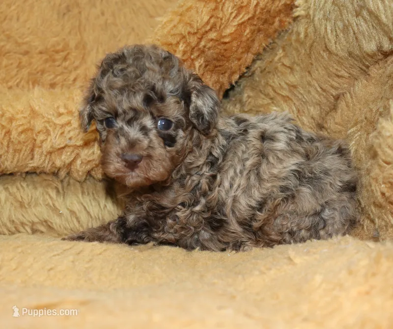 Bubbles AKC brown merle – Poodle - Toy  puppy on hold in San Antonio, TX